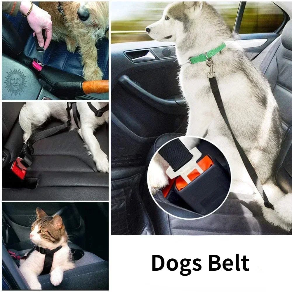 Ceinture de sécurité pour | Boutique dogscats